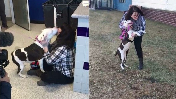 比特犬被误报是危险犬种 22个月再见主人兴奋舌头洗脸