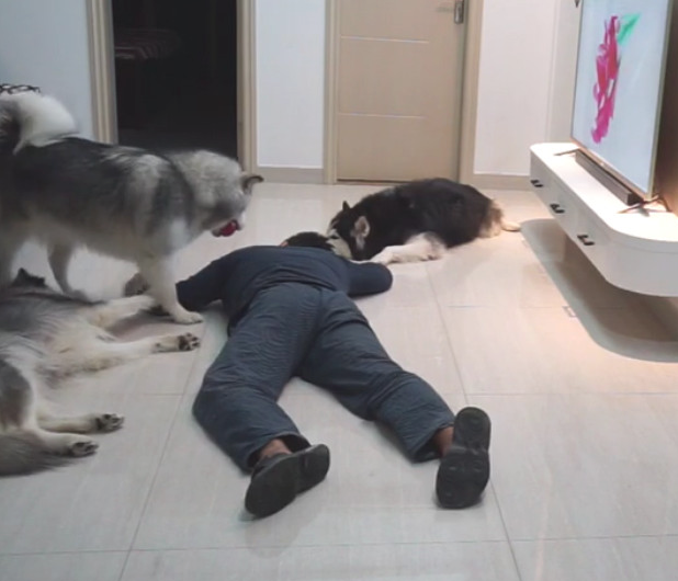 主人装作倒下检测狗子反映,三只狗狗却爱理不理:这货又病发了?