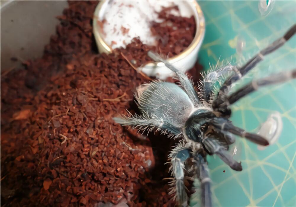 海地咖啡食鸟蜘蛛身份信息