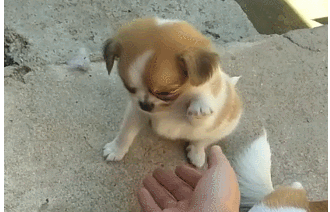 主人教小狗挥手,狗妈故作站起遮挡,主人一巴掌下来!