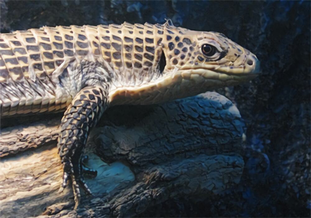 盾甲蜥身份信息