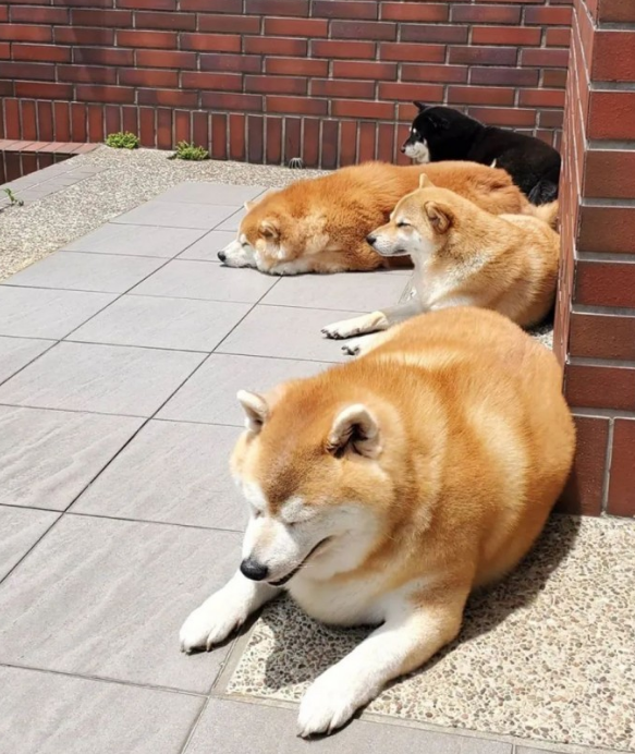 女子带柴犬外出散散步,却总被别人误以为是海象:这身型用心的吗?
