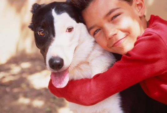 心爱斗牛犬丢失，土豪主人竟用这种方法寻狗！声称不找到绝不罢休
