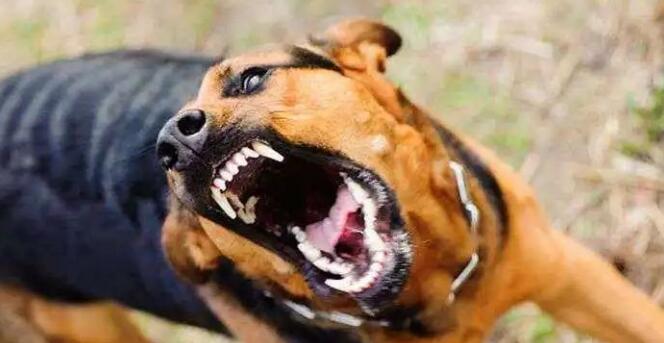 注意!铲屎官别忽视了,这都是狗狗得“狂犬病”的征兆