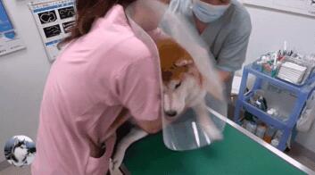 主人骗柴犬去打针,看到医生后态度就变了,狗:我要回家