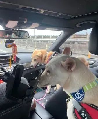 为了防止晕车,狗子自己想了一个好办法…也太厉害了吧