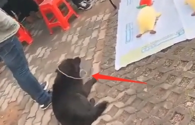 街头套陷阱了条小黑狗,狗狗那时候就蒙了:“我它汪的有家了?”