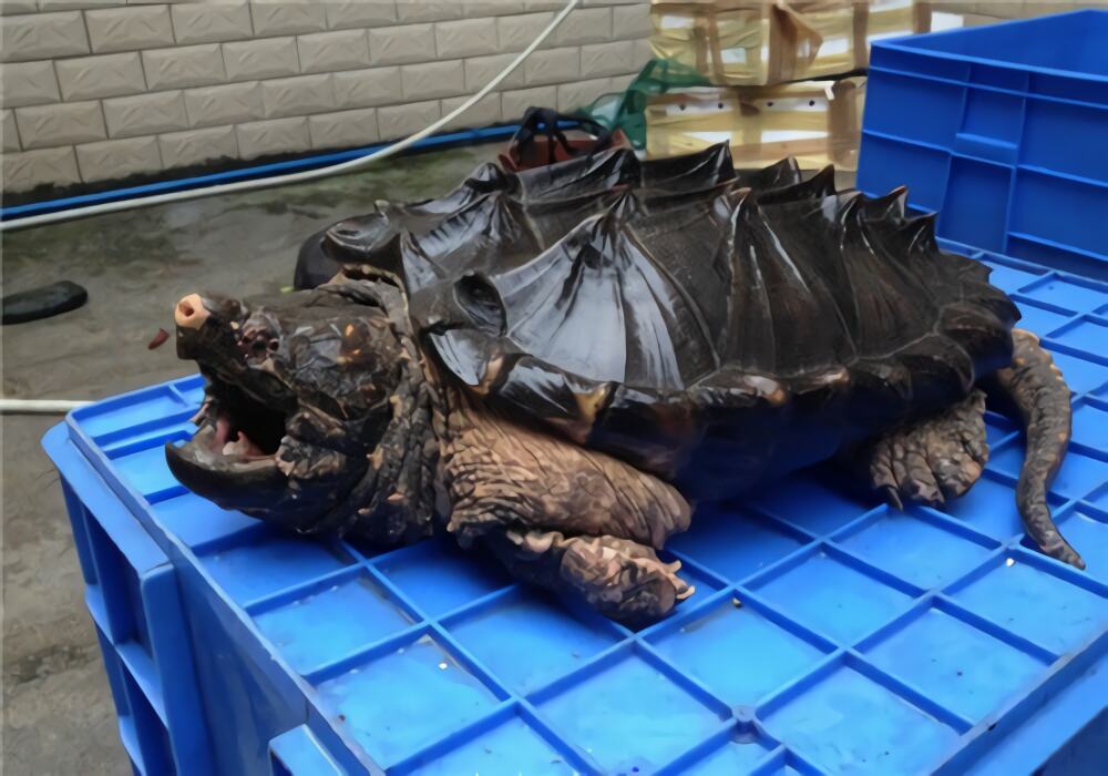 大鳄龟身份信息