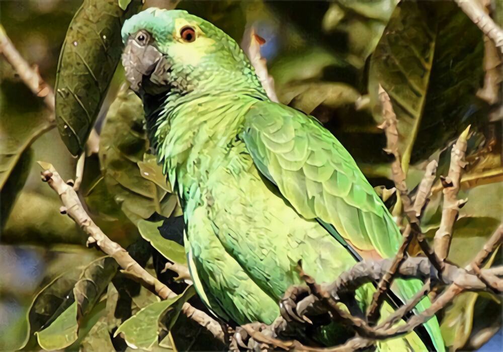 蓝顶亚马逊鹦鹉身份信息