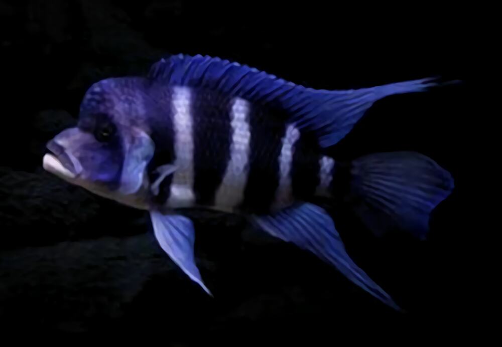 短鼻六间鱼身份信息