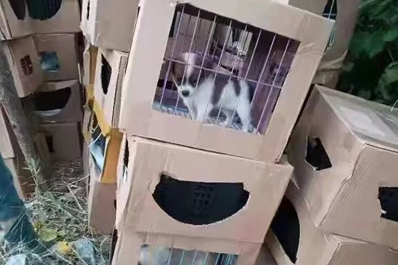 活体宠物盲盒?此地上百只奶猫奶狗哀嚎不止,有的已死亡………