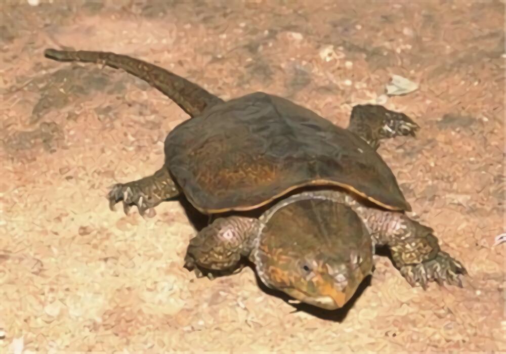 鹰嘴龟身份信息