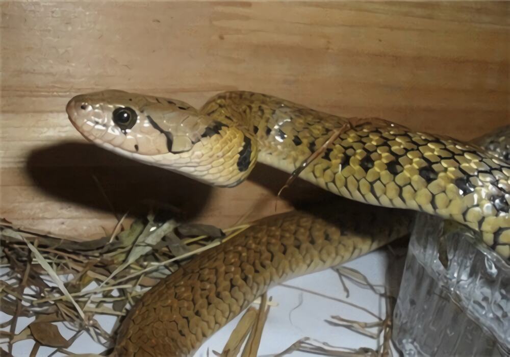 渔游蛇身份信息