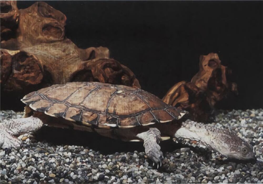 刺股蛇颈龟身份信息