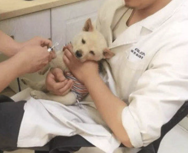 狗狗散散步时忽然晕倒,女子赶忙带到医院