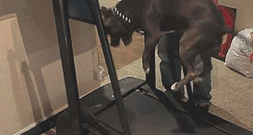 为了更好地激励自己柴犬减肥瘦身,网友竟想到这一方法,柴犬大写的生无可恋