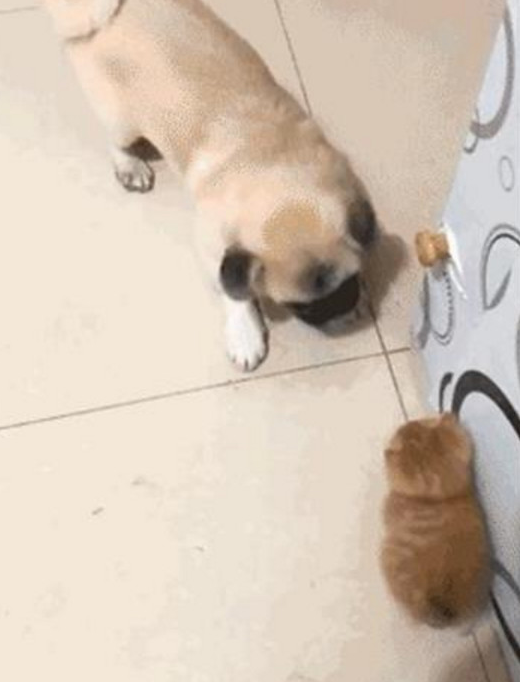 亲人都挺宠溺小橘猫,却让家中的狗狗发脾气,这货一逮着机遇就欺压它