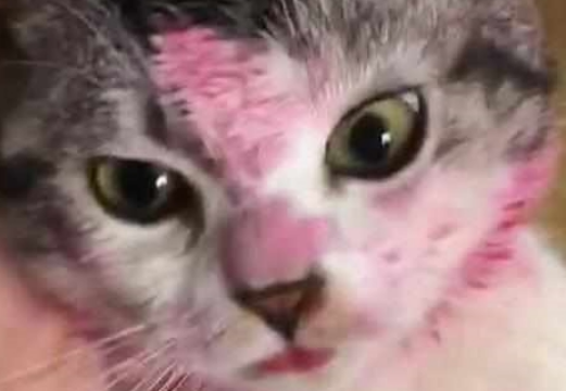 出门前让猫狗看着孩子,回来后主人看到猫狗的脸,气得脸都绿了!