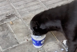 一只爱吃爆爆珠的流浪狗,都吃出经验来了!奶茶店请它做宣传吧!