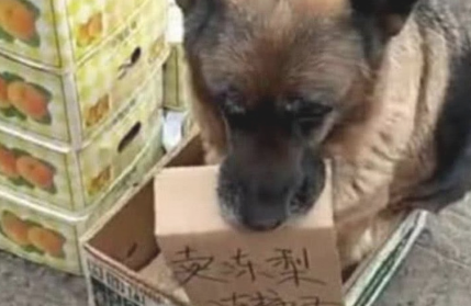 狗子为帮主人节约开支,每日追随主人卖东西,坐着摊前吸引住消费者