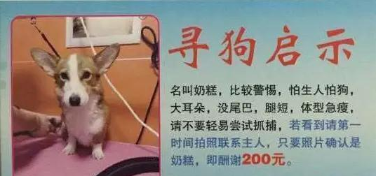 寻狗攻略——希望能帮助所有丢失的狗狗和主人团聚