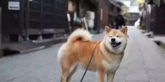 外出把柴犬交给老妈养,回来看到后,网友:这是要向我看齐吗?