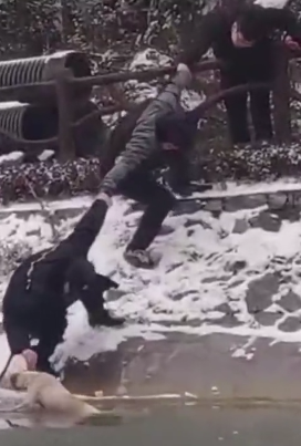 小狗掉入冰冷河中，主人撕心裂肺的呐喊着，而有人却这样讽刺她…