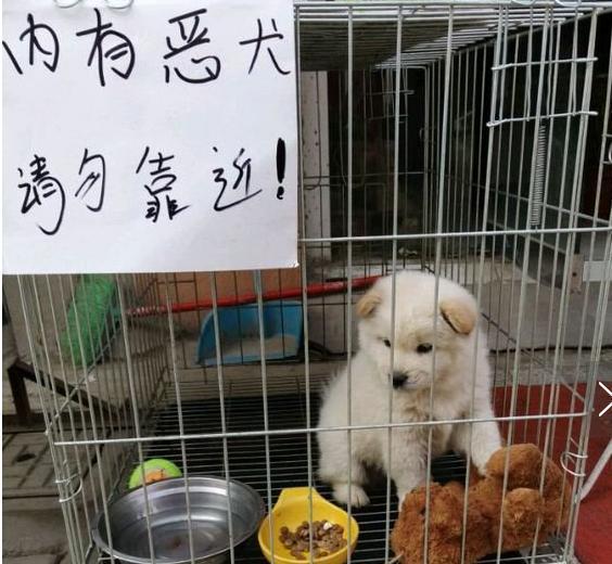 院内贴有“内有猛犬”字样,靠近看清后:这不是欺负老实人嘛