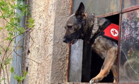 被寄养的搜救犬,连开两道锁成功“越狱”,终被好心人送回