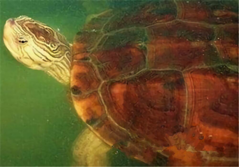 缺颌花龟身份信息