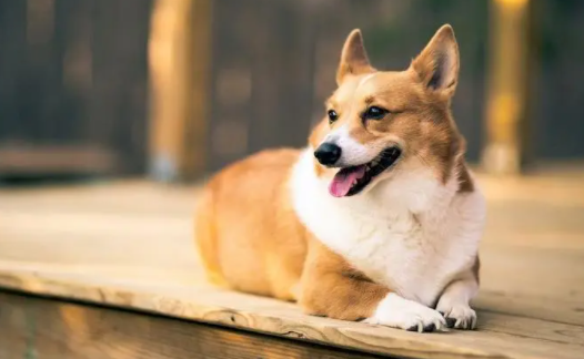 狗狗打狂犬疫苗需要每年都打吗
