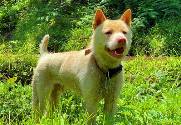 好猎犬何须外国找,在贵州有种“白龙犬”,一条就能干翻一头野猪