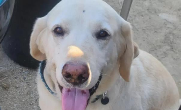 主人遇到毒蛇，狗狗救下主人后它却中毒