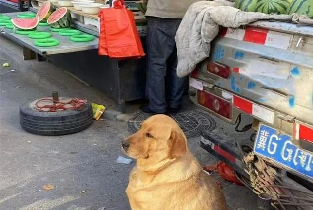西瓜摊前坐着的1只狗狗,让人觉得十分困惑:这是喂饲料养大的吧