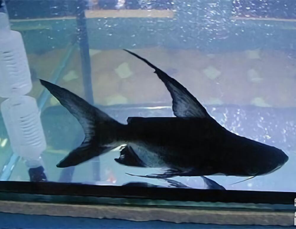 成吉思汗鱼身份信息