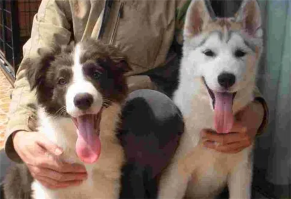 金毛犬“狗咬狗”伤了泰迪犬,主人要赔偿吗?