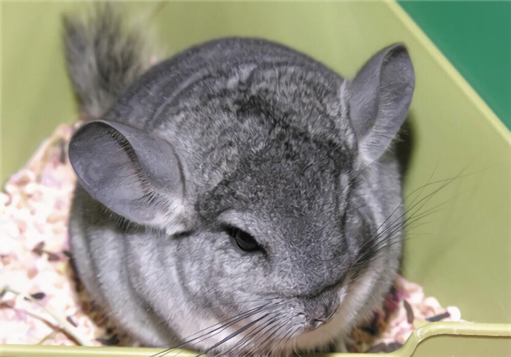 金斑龙猫身份信息