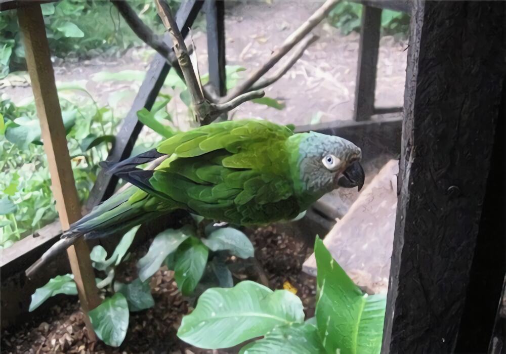 灰头锥尾鹦鹉身份信息