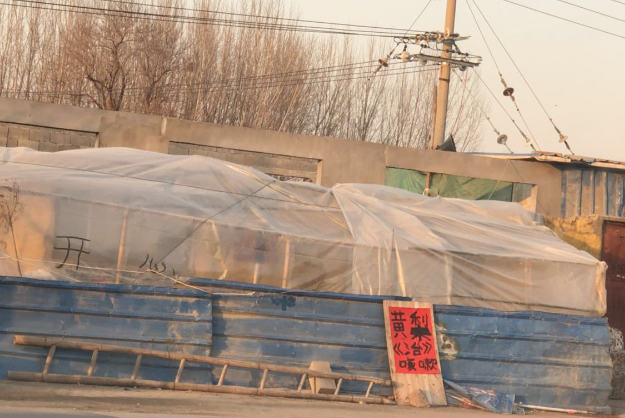实拍狗肉馆门口树上挂满了狗皮,狗皮卖高价,路过时触目惊心!