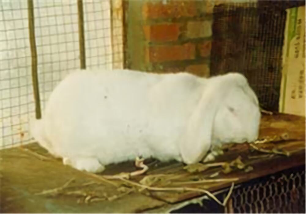 公羊兔身份信息