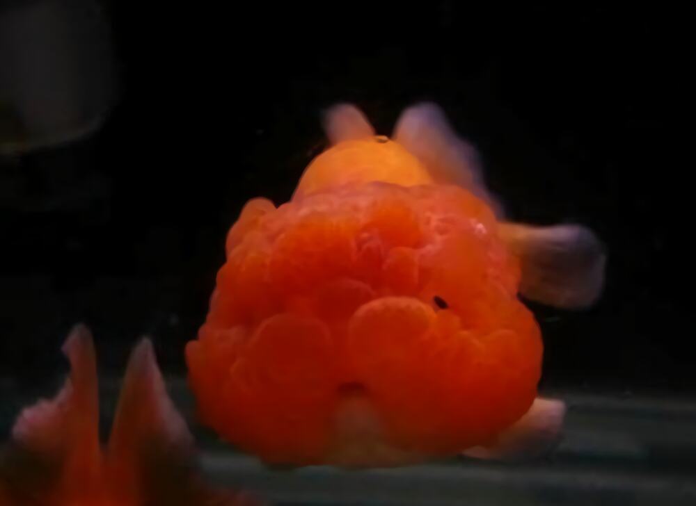 武汉猫狮身份信息