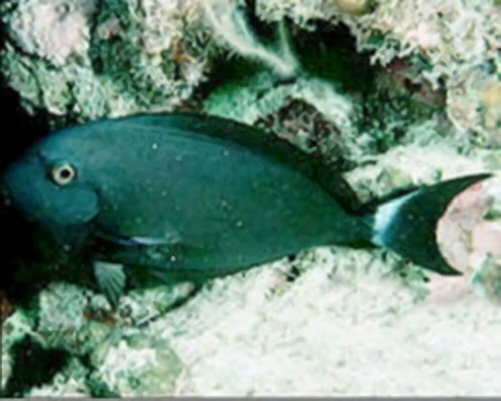 白鳍黑吊身份信息