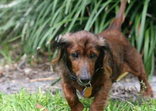 年龄只是一个数字，十九岁高龄狗狗不服老，陪主人四周玩