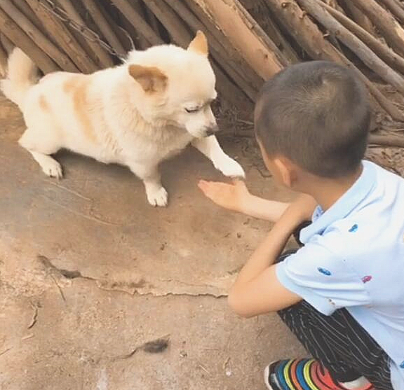10岁土狗学挥手,靠近一看十分高兴:猫奴前世修得的福分啊