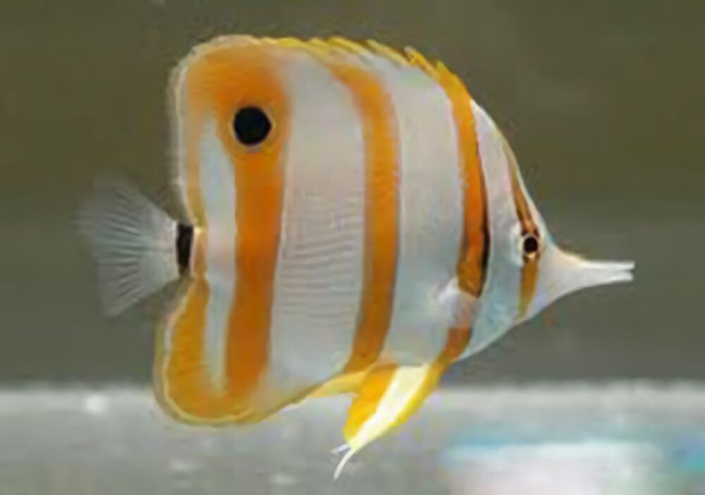 铁嘴鱼身份信息