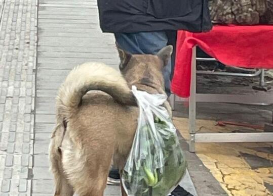 土狗每天陪着大爷买菜,从来不会到处乱跑:懂事得让人心疼