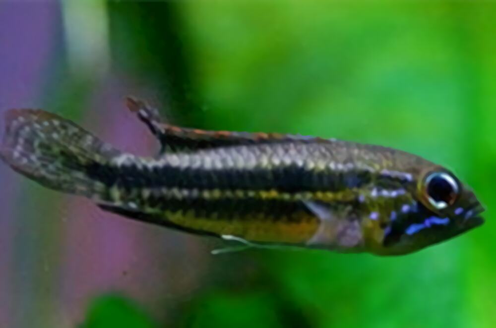 双带短鲷身份信息