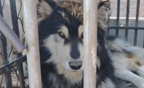 主人不想喂羊了,看了一辈子的老牧羊犬和怀孕的羊险些进了屠宰场