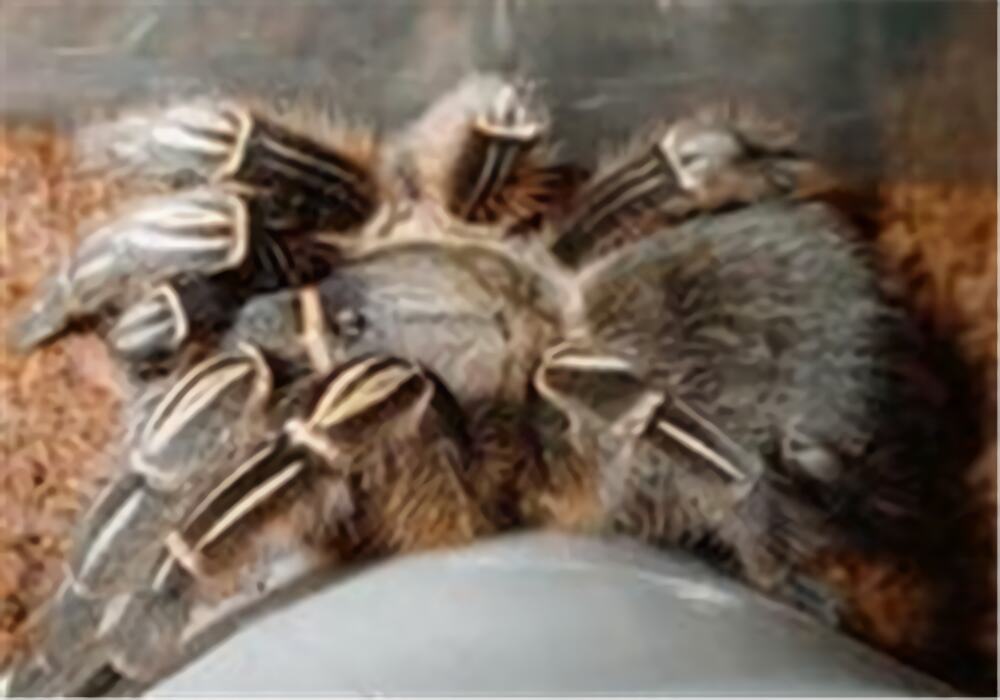 哥斯达黎加斑马脚身份信息