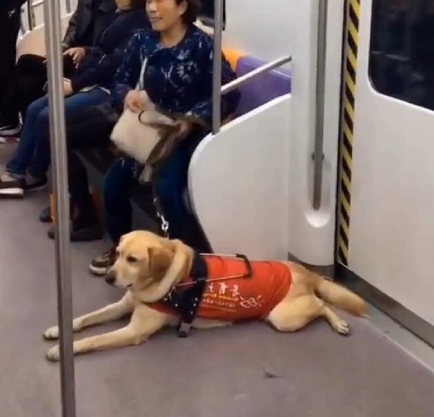导盲犬带主人坐地铁,被乘客嫌弃太臭,表情很委屈,让人心疼